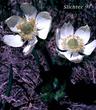 Mountain Pasqueflower, Western Anemone, Western Pasqueflower, White Pasqueflower: Anemone occidentalis (Synonyms: Anemone occidentalis var. subpilosa, Pulsatilla occidentalis)
