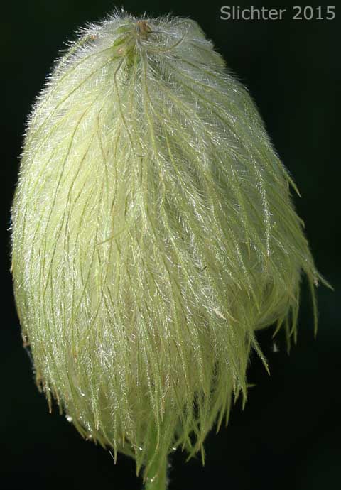 Mountain Pasqueflower, Western Anemone, Western Pasqueflower, White Pasqueflower: Anemone occidentalis (Synonyms: Anemone occidentalis var. subpilosa, Pulsatilla occidentalis)