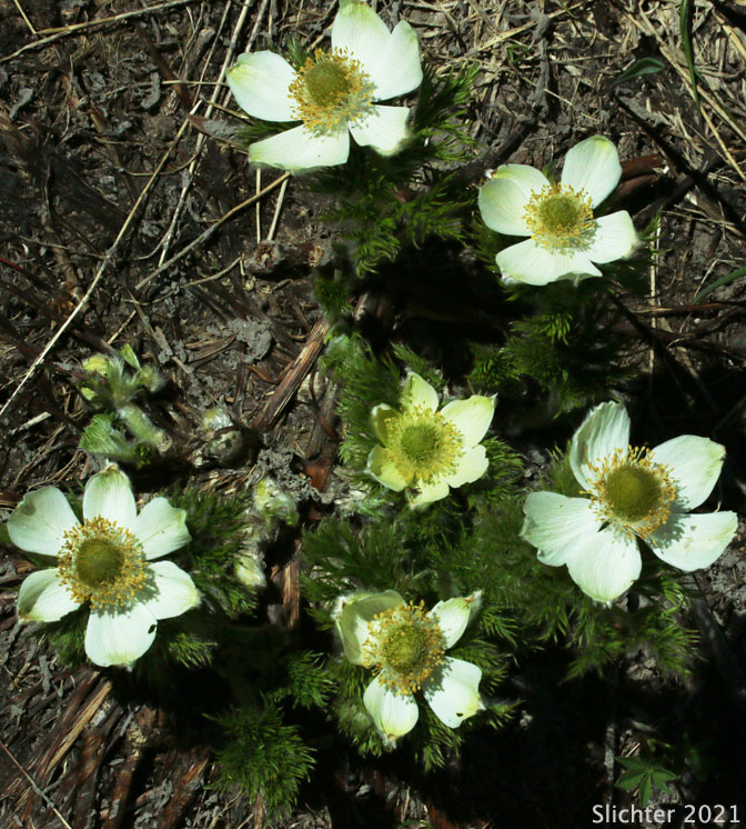 Mountain Pasqueflower, Western Anemone, Western Pasqueflower, White Pasqueflower: Anemone occidentalis (Synonyms: Anemone occidentalis var. subpilosa, Pulsatilla occidentalis)
