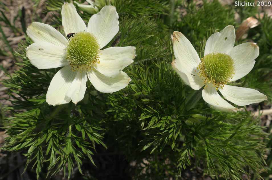 Mountain Pasqueflower, Western Anemone, Western Pasqueflower, White Pasqueflower: Anemone occidentalis (Synonyms: Anemone occidentalis var. subpilosa, Pulsatilla occidentalis)