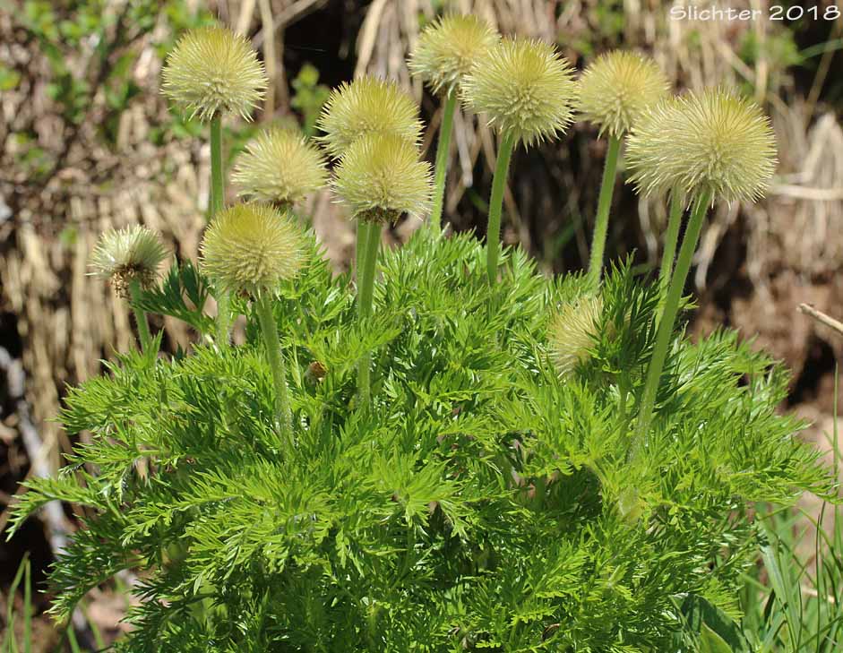 Mountain Pasqueflower, Western Anemone, Western Pasqueflower, White Pasqueflower: Anemone occidentalis (Synonyms: Anemone occidentalis var. subpilosa, Pulsatilla occidentalis)