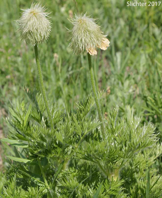 Mountain Pasqueflower, Western Anemone, Western Pasqueflower, White Pasqueflower: Anemone occidentalis (Synonyms: Anemone occidentalis var. subpilosa, Pulsatilla occidentalis)