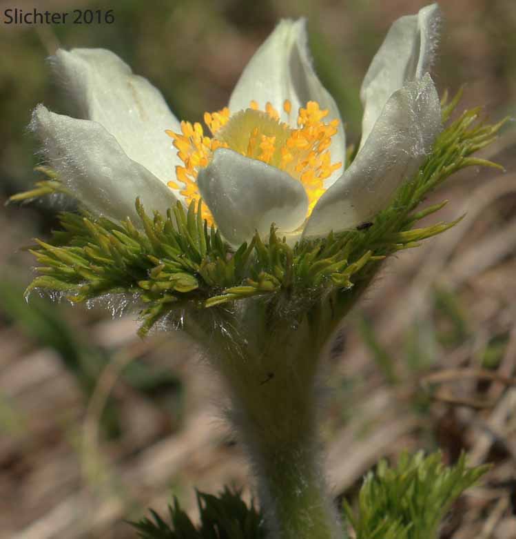 Sideview of a flower of Mountain Pasqueflower, Western Anemone, Western Pasqueflower, White Pasqueflower: Anemone occidentalis (Synonyms: Anemone occidentalis var. subpilosa, Pulsatilla occidentalis)