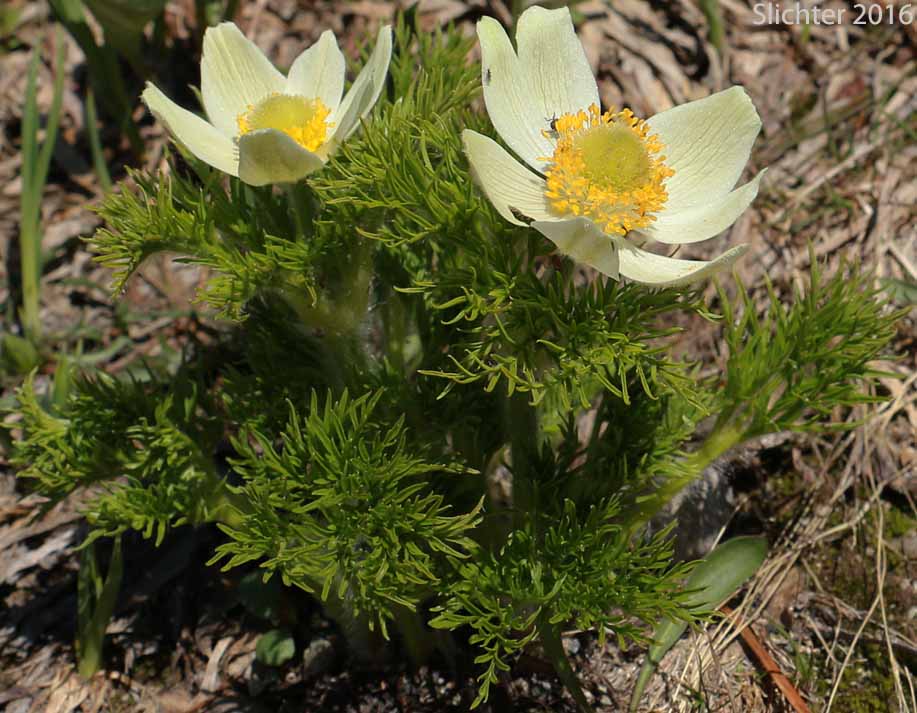 Mountain Pasqueflower, Western Anemone, Western Pasqueflower, White Pasqueflower: Anemone occidentalis (Synonyms: Anemone occidentalis var. subpilosa, Pulsatilla occidentalis)