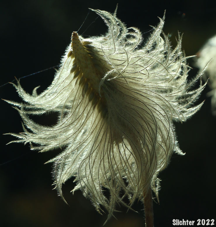 Plumed seed head of Mountain Pasqueflower, Western Anemone, Western Pasqueflower, White Pasqueflower: Anemone occidentalis (Synonyms: Anemone occidentalis var. subpilosa, Pulsatilla occidentalis)