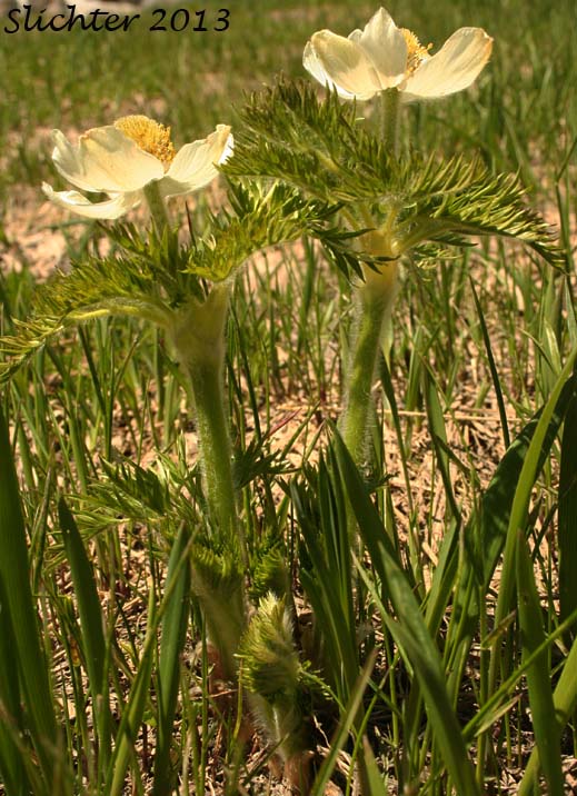 Mountain Pasqueflower, Western Anemone, Western Pasqueflower, White Pasqueflower: Anemone occidentalis (Synonyms: Anemone occidentalis var. subpilosa, Pulsatilla occidentalis)