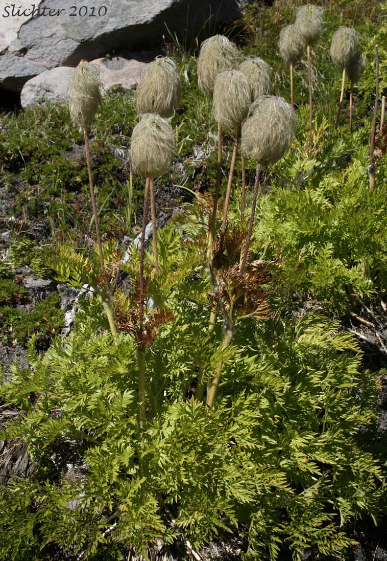 Mountain Pasqueflower, Western Anemone, Western Pasqueflower, White Pasqueflower: Anemone occidentalis (Synonyms: Anemone occidentalis var. subpilosa, Pulsatilla occidentalis)
