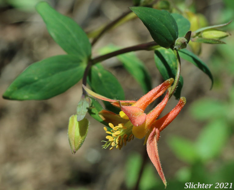Flower of Red Columbine, Western Columbine, Sitka Columbine: Aquilegia formosa (Synonyms: Aquilegia formosa var. communis, Aquilegia formosa var. formosa, Aquilegia formosa var. fosteri, Aquilegia formosa var. hypolasia, Aquilegia formosa var. megalantha, Aquilegia formosa var. pauciflora, Aquilegia formosa var. truncata, Aquilegia formosa var. wawawensis)