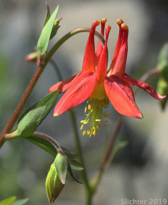 Flower of Red Columbine, Western Columbine, Sitka Columbine: Aquilegia formosa (Synonyms: Aquilegia formosa var. communis, Aquilegia formosa var. formosa, Aquilegia formosa var. fosteri, Aquilegia formosa var. hypolasia, Aquilegia formosa var. megalantha, Aquilegia formosa var. pauciflora, Aquilegia formosa var. truncata, Aquilegia formosa var. wawawensis)