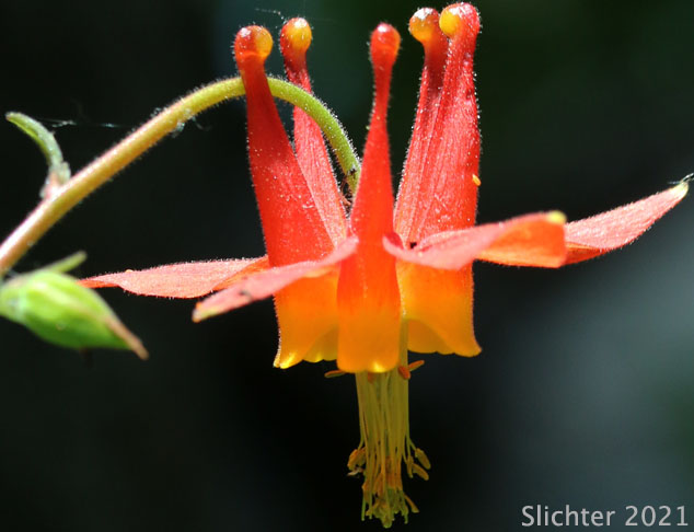 Flower of Red Columbine, Western Columbine, Sitka Columbine: Aquilegia formosa (Synonyms: Aquilegia formosa var. communis, Aquilegia formosa var. formosa, Aquilegia formosa var. fosteri, Aquilegia formosa var. hypolasia, Aquilegia formosa var. megalantha, Aquilegia formosa var. pauciflora, Aquilegia formosa var. truncata, Aquilegia formosa var. wawawensis)