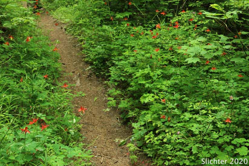 Red Columbine, Western Columbine, Sitka Columbine: Aquilegia formosa (Synonyms: Aquilegia formosa var. communis, Aquilegia formosa var. formosa, Aquilegia formosa var. fosteri, Aquilegia formosa var. hypolasia, Aquilegia formosa var. megalantha, Aquilegia formosa var. pauciflora, Aquilegia formosa var. truncata, Aquilegia formosa var. wawawensis)