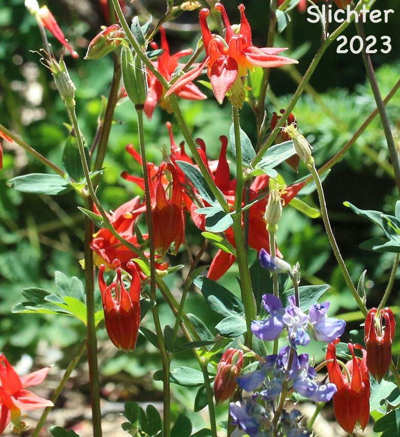 Red Columbine, Western Columbine, Sitka Columbine: Aquilegia formosa (Synonyms: Aquilegia formosa var. communis, Aquilegia formosa var. formosa, Aquilegia formosa var. fosteri, Aquilegia formosa var. hypolasia, Aquilegia formosa var. megalantha, Aquilegia formosa var. pauciflora, Aquilegia formosa var. truncata, Aquilegia formosa var. wawawensis)