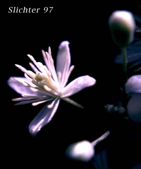 Western Clematis, Western White Clematis, Western Virgin's Bower: Clematis ligusticifolia (Synonyms: Clematis ligusticifolia var. brevifolia, Clematis ligusticifolia var. ligusticifolia, Clematis neomexicana, Clematis suksdorfii)