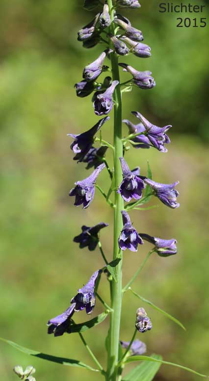 Inflorescence of Mountain Larkspur, Pale Larkspur, Sierra Larkspur, Western Larkspur, Sierra Larkspur, Duncecap Larkspur: Delphinium glaucum (Synonyms: Delphinium occidentale, Delphinium occidentale ssp. occidentale, Delphinium scopulorum, Delphinium scopulorum var. glaucum, Delphinium scopulorum ssp. occidentale, Delphinium splendens)