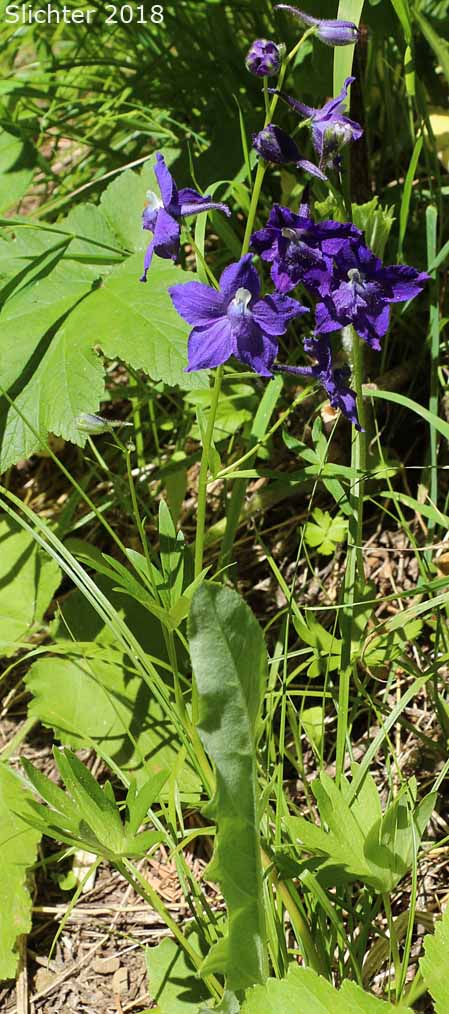Menzies' Larkspur, Cliff Larkspur: Delphinium menziesii (Synonyms: Delphinium menziesii ssp. menziesii, Delphinium menziesii ssp. pyramidale, Delphinium menziesii var. menziesii, Delphinium menziesii var. pyramidale)