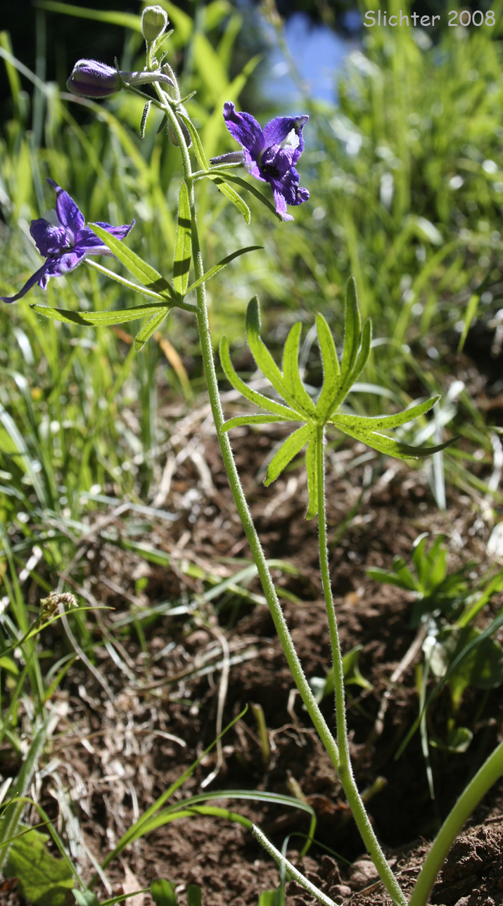 Cliff Larkspur: Delphinium menziesii ssp. menziesii (Synonyms: Delphinium menziesii, Delphinium menziesii ssp. pyramidale, Delphinium menziesii var. menziesii, Delphinium menziesii var. pyramidale)