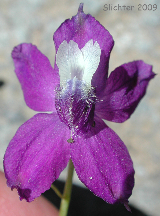 Frontal view of a flower of Cliff Larkspur: Delphinium menziesii ssp. menziesii (Synonyms: Delphinium menziesii, Delphinium menziesii ssp. pyramidale, Delphinium menziesii var. menziesii, Delphinium menziesii var. pyramidale)