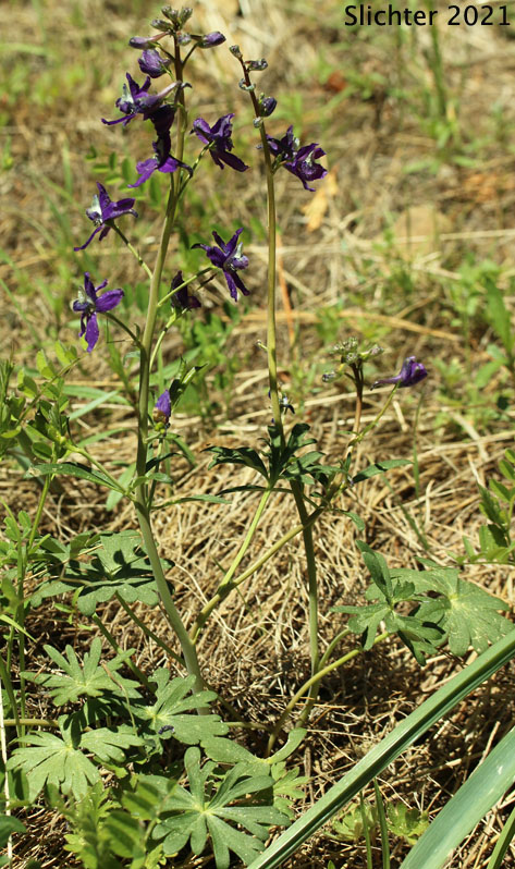 Two-lobe Larkspur, Upland Larkspur: Delphinium nuttallianum (Synonyms: Delphinium bicolor, Delphinium decorum ssp. tracyi, Delphinium lineapetalum, Delphinium nelsonii, Delphinium nuttallianum var. fulvum, Delphinium nuttallianum var. levicaule, Delphinium nuttallianum var. lineapetalum, Delphinium nuttallianum var. nuttallianum, Delphinium pauciflorum, Delphinium sonnei)