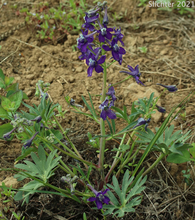 Two-lobe Larkspur, Upland Larkspur: Delphinium nuttallianum (Synonyms: Delphinium bicolor, Delphinium decorum ssp. tracyi, Delphinium lineapetalum, Delphinium nelsonii, Delphinium nuttallianum var. fulvum, Delphinium nuttallianum var. levicaule, Delphinium nuttallianum var. lineapetalum, Delphinium nuttallianum var. nuttallianum, Delphinium pauciflorum, Delphinium sonnei)