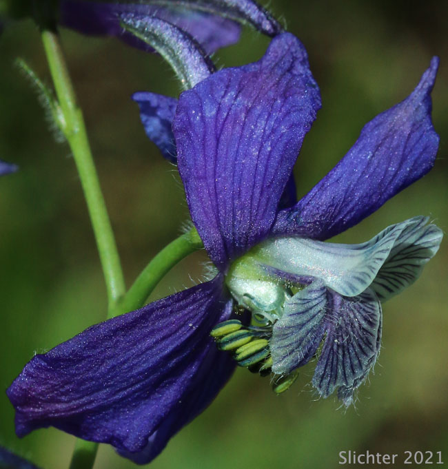 Two-lobe Larkspur, Upland Larkspur: Delphinium nuttallianum (Synonyms: Delphinium bicolor, Delphinium decorum ssp. tracyi, Delphinium lineapetalum, Delphinium nelsonii, Delphinium nuttallianum var. fulvum, Delphinium nuttallianum var. levicaule, Delphinium nuttallianum var. lineapetalum, Delphinium nuttallianum var. nuttallianum, Delphinium pauciflorum, Delphinium sonnei)