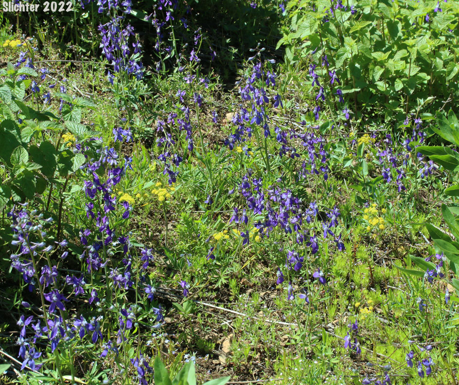 Habitat of Two-lobe Larkspur, Upland Larkspur: Delphinium nuttallianum (Synonyms: Delphinium bicolor, Delphinium decorum ssp. tracyi, Delphinium lineapetalum, Delphinium nelsonii, Delphinium nuttallianum var. fulvum, Delphinium nuttallianum var. levicaule, Delphinium nuttallianum var. lineapetalum, Delphinium nuttallianum var. nuttallianum, Delphinium pauciflorum, Delphinium sonnei)