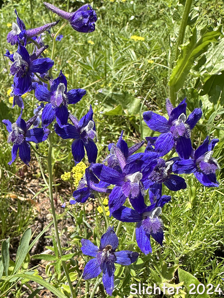 Inflorescences of Two-lobe Larkspur, Upland Larkspur: Delphinium nuttallianum (Synonyms: Delphinium bicolor, Delphinium decorum ssp. tracyi, Delphinium lineapetalum, Delphinium nelsonii, Delphinium nuttallianum var. fulvum, Delphinium nuttallianum var. levicaule, Delphinium nuttallianum var. lineapetalum, Delphinium nuttallianum var. nuttallianum, Delphinium pauciflorum, Delphinium sonnei)