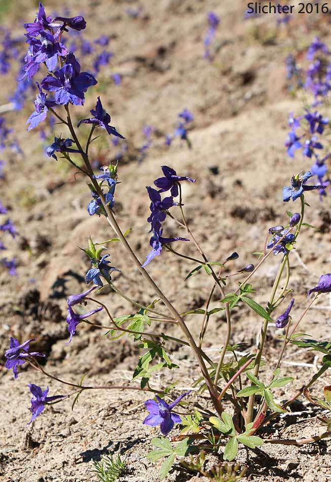 Two-lobe Larkspur, Upland Larkspur: Delphinium nuttallianum (Synonyms: Delphinium bicolor, Delphinium decorum ssp. tracyi, Delphinium lineapetalum, Delphinium nelsonii, Delphinium nuttallianum var. fulvum, Delphinium nuttallianum var. levicaule, Delphinium nuttallianum var. lineapetalum, Delphinium nuttallianum var. nuttallianum, Delphinium pauciflorum, Delphinium sonnei)