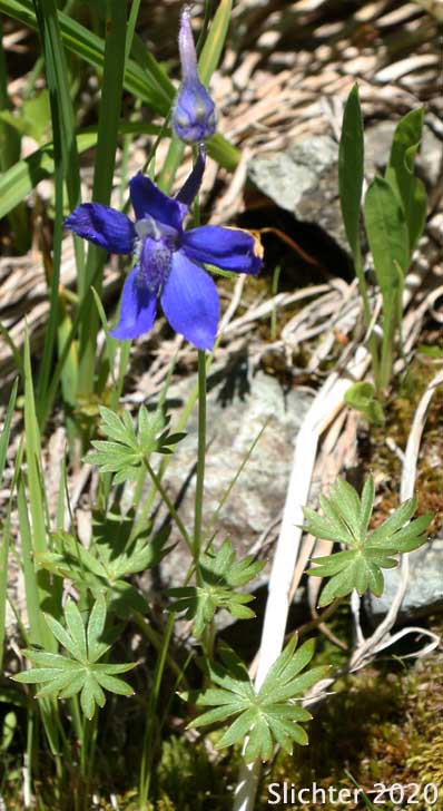 Two-lobe Larkspur, Upland Larkspur: Delphinium nuttallianum (Synonyms: Delphinium bicolor, Delphinium decorum ssp. tracyi, Delphinium lineapetalum, Delphinium nelsonii, Delphinium nuttallianum var. fulvum, Delphinium nuttallianum var. levicaule, Delphinium nuttallianum var. lineapetalum, Delphinium nuttallianum var. nuttallianum, Delphinium pauciflorum, Delphinium sonnei)