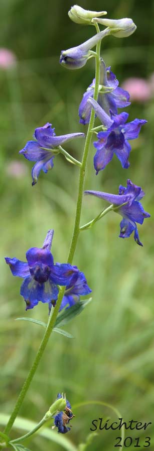 Nuttall's Larkspur, Upland Larkspur: Delphinium nuttallii (Synonyms: Delphinium nuttallii ssp. nuttallii)