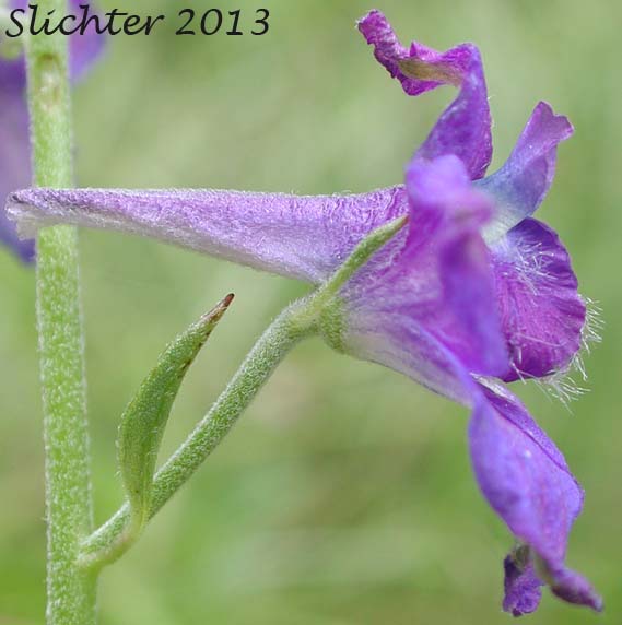 Sideview of a flower of Nuttall's Larkspur, Upland Larkspur: Delphinium nuttallii (Synonyms: Delphinium nuttallii ssp. nuttallii)