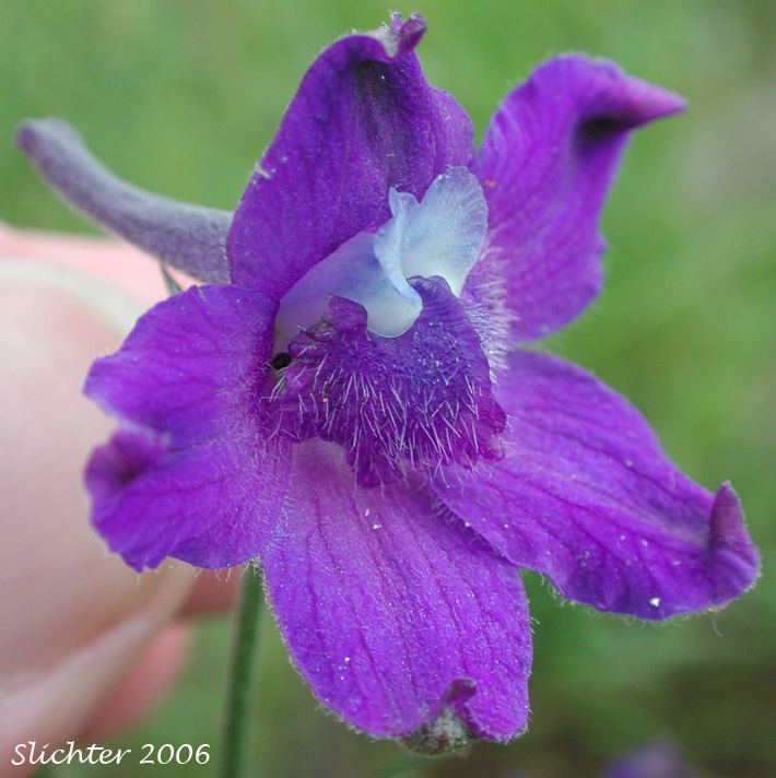 Willamette Valley Larkspur: Delphinium oreganum
