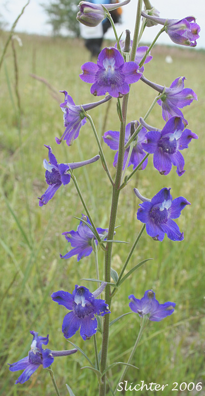 Willamette Valley Larkspur: Delphinium oreganum