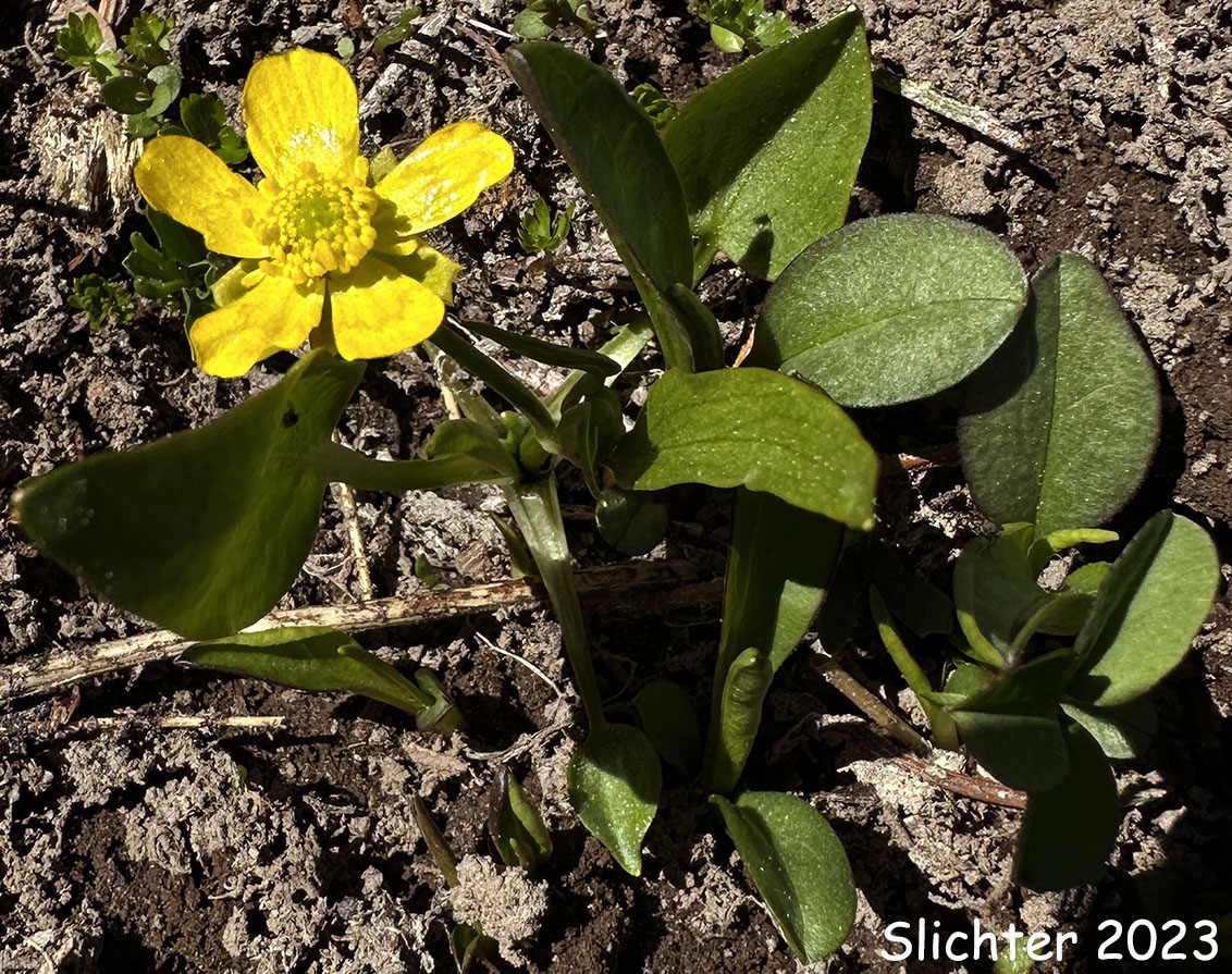 Dwarf Plantainleaved Buttercup, Dwarf Plantain-leaved Buttercup, Plantainleaf Buttercup: Ranunculus alismifolius var. alismellus (Synonym: Ranunculus alismaefolius var. alismellus)