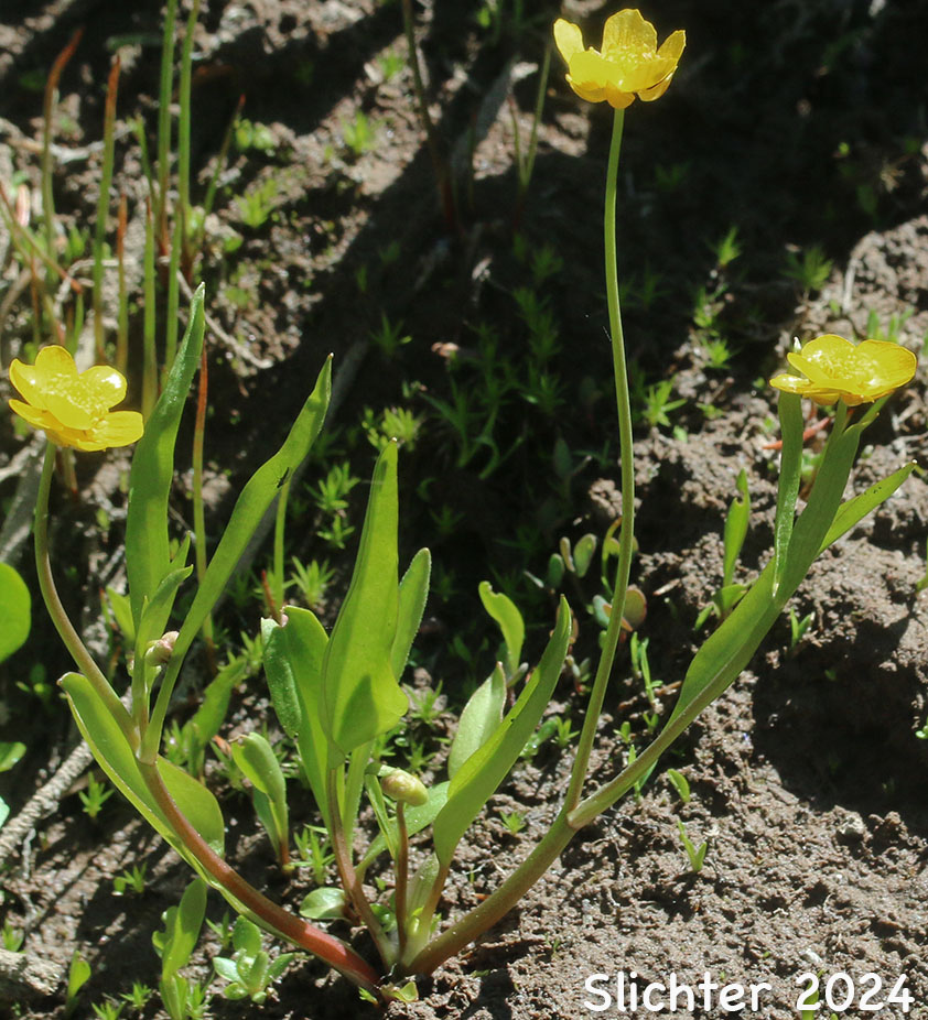 Dwarf Plantainleaved Buttercup, Dwarf Plantain-leaved Buttercup, Plantainleaf Buttercup: Ranunculus alismifolius var. alismellus (Synonym: Ranunculus alismaefolius var. alismellus)
