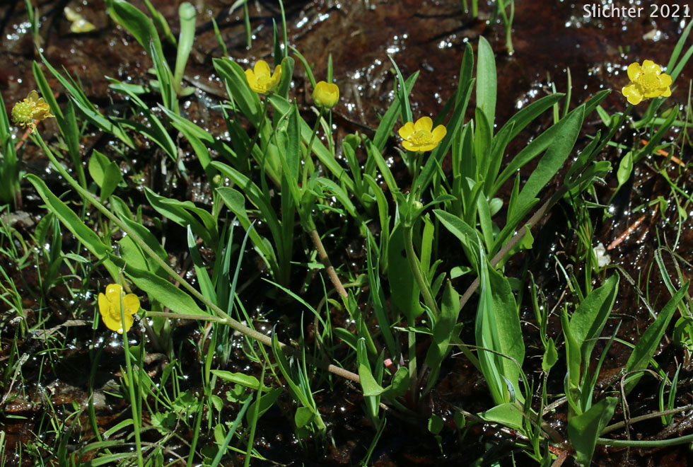 Hartweg''s Buttercup: Ranunculus alismifolius var. hartwegii (Synonyms: Ranunculus alismaefolius var. hartwegii, Ranunculus hartwegii)