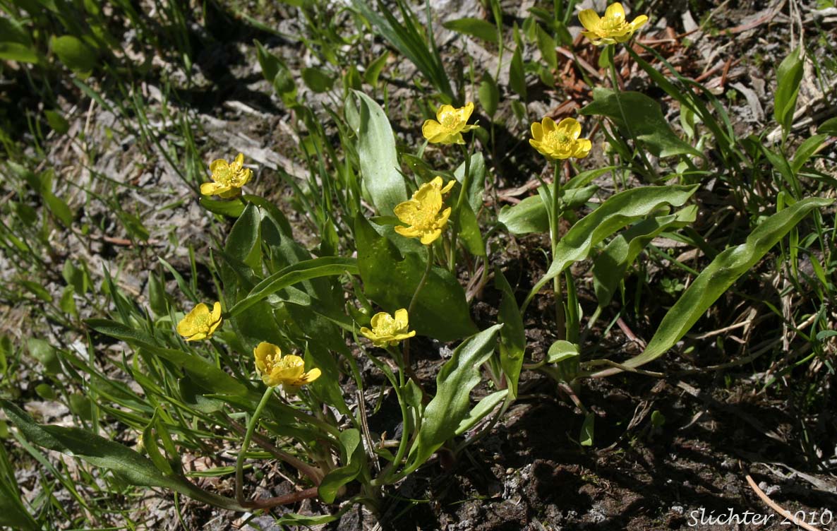 Hartweg''s Buttercup: Ranunculus alismifolius var. hartwegii (Synonyms: Ranunculus alismaefolius var. hartwegii, Ranunculus hartwegii)