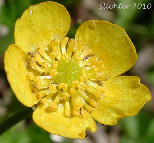 Close-up of a flower of Hartweg''s Buttercup: Ranunculus alismifolius var. hartwegii (Synonyms: Ranunculus alismaefolius var. hartwegii, Ranunculus hartwegii)