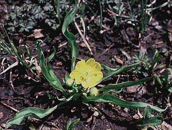 Hartweg''s Buttercup: Ranunculus alismifolius var. hartwegii (Synonyms: Ranunculus alismaefolius var. hartwegii, Ranunculus hartwegii)