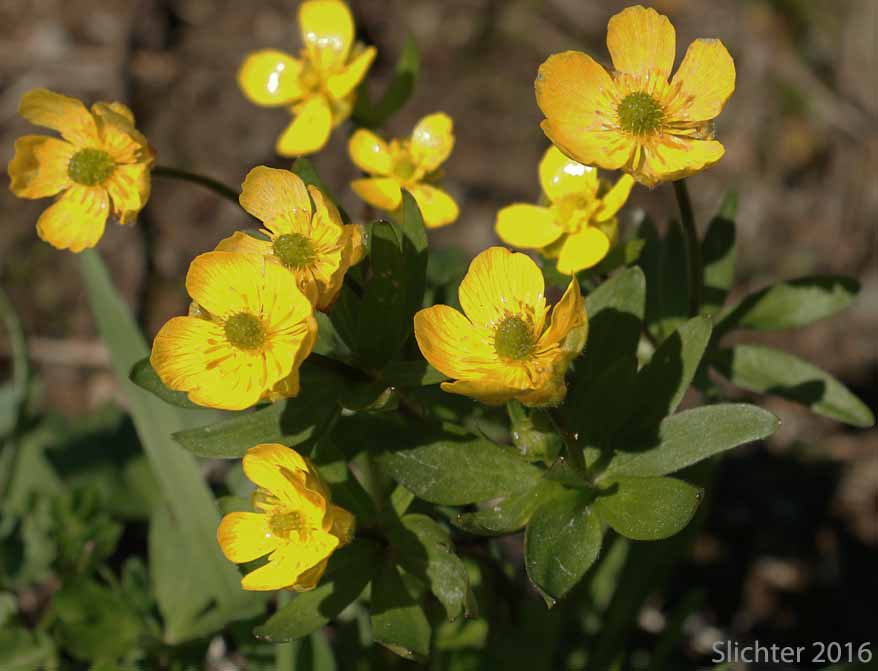 Eschscholtz's Buttercup, Snow Buttercup, Subalpine Buttercup: Ranunculus eschscholtzii var. eschscholtzii (Synonyms: Ranunculus eschscholtzii var. helleri, Ranunculus eschscholtzii var. typicus, Ranunculus nivalis var. eschscholtzii)