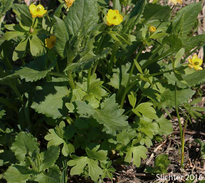 Eschscholtz's Buttercup, Snow Buttercup, Subalpine Buttercup: Ranunculus eschscholtzii var. eschscholtzii (Synonyms: Ranunculus eschscholtzii var. helleri, Ranunculus eschscholtzii var. typicus, Ranunculus nivalis var. eschscholtzii)
