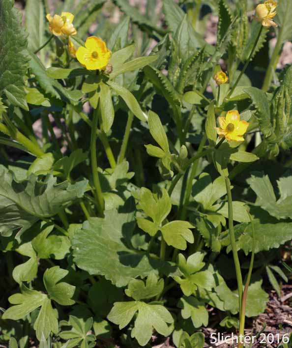 Eschscholtz's Buttercup, Snow Buttercup, Subalpine Buttercup: Ranunculus eschscholtzii var. eschscholtzii (Synonyms: Ranunculus eschscholtzii var. helleri, Ranunculus eschscholtzii var. typicus, Ranunculus nivalis var. eschscholtzii)