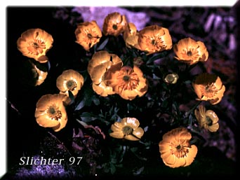 Eschscholtz's Buttercup, Snow Buttercup, Subalpine Buttercup: Ranunculus eschscholtzii var. eschscholtzii (Synonyms: Ranunculus eschscholtzii var. helleri, Ranunculus eschscholtzii var. typicus, Ranunculus nivalis var. eschscholtzii)