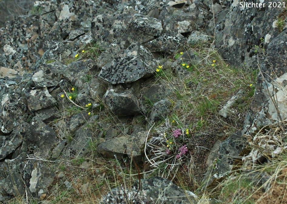 Habitat of Obscure Buttercup, The Dalles Mountain Buttercup: Ranunculus triternatus (Synonyms: Ranunculus glaberrimus var. reconditus, Ranunculus reconditus)