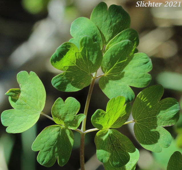 Fendler's Meadowrue, Fendler's Meadow-rue: Thalictrum fendleri (Synonym: Thalictrum fendleri var. platycarpum)