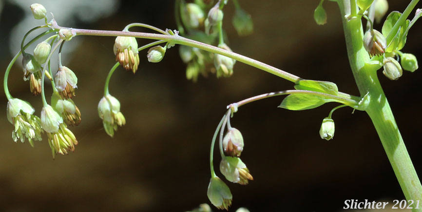 Fendler's Meadowrue, Fendler's Meadow-rue: Thalictrum fendleri (Synonym: Thalictrum fendleri var. platycarpum)