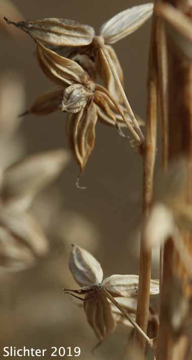 Fendler's Meadowrue, Fendler's Meadow-rue: Thalictrum fendleri (Synonym: Thalictrum fendleri var. platycarpum)
