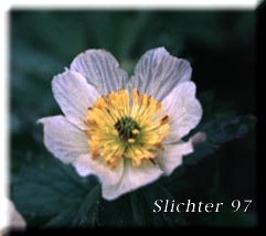 American Globeflower, Globeflower, Western Globeflower: Trollius albiflorus (Synonyms: Trollius laxus, Trollius laxus ssp. albiflorus, Trollius laxus var. albiflorus)
