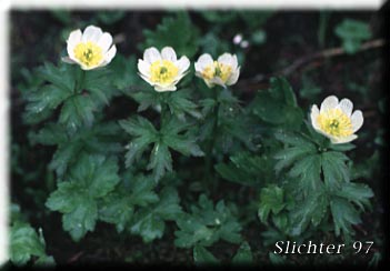 American Globeflower, Globeflower, Western Globeflower: Trollius albiflorus (Synonyms: Trollius laxus, Trollius laxus ssp. albiflorus, Trollius laxus var. albiflorus)