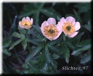 American Globeflower, Globeflower, Western Globeflower: Trollius albiflorus (Synonyms: Trollius laxus, Trollius laxus ssp. albiflorus, Trollius laxus var. albiflorus)