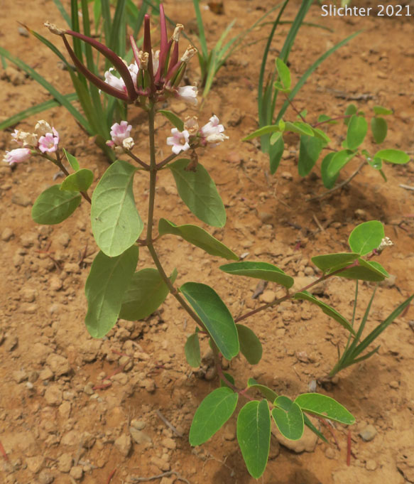 Spreading Dogbane, Bitter Dogbane: Apocynum androsaemifolium var. androsaemifolium (Synonyms: Apocynum androsaemifolium ssp. androsaemifolium, Apocynum androsaemifolium var. incanum)